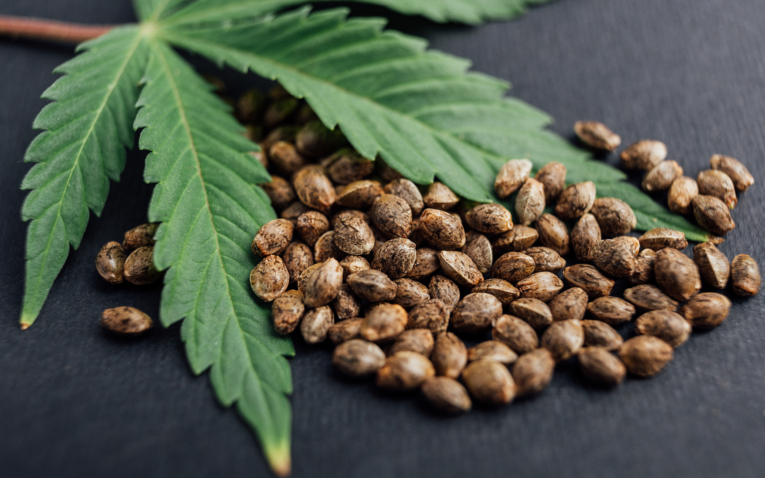 Possession of Marijuana in NC: Charges, Penalties, and Defenses